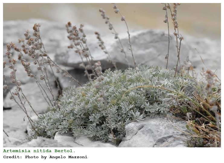 Artemisia nitida Bertol.